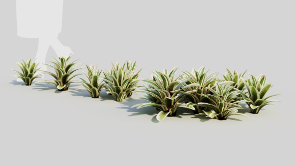 Neoregelia Carolinae b