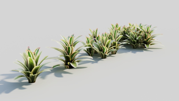 Neoregelia Carolinae b