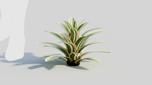 Neoregelia Carolinae b