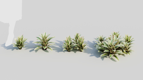 Neoregelia Carolinae b