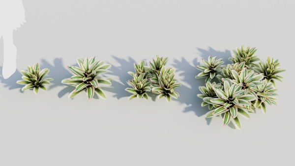 Neoregelia Carolinae b