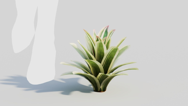 Neoregelia Carolinae b