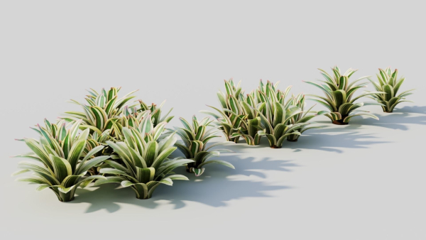 Neoregelia Carolinae b