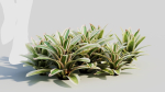 Neoregelia Carolinae b