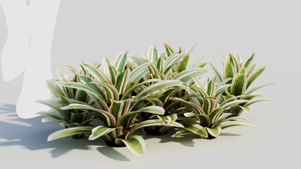 Neoregelia Carolinae b