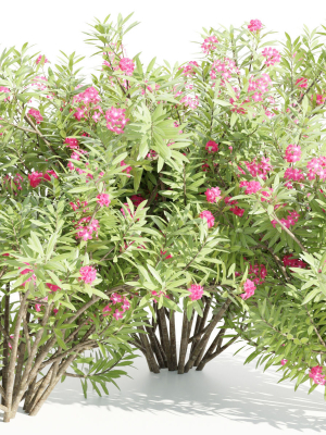 Nerium oleander collection vol 112-Blender