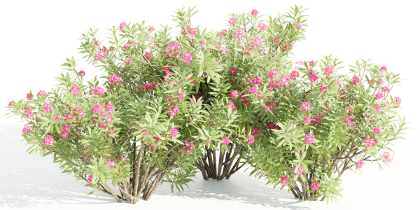 Nerium oleander collection vol 112-Blender