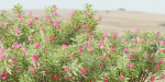 Nerium oleander collection vol 112-Blender