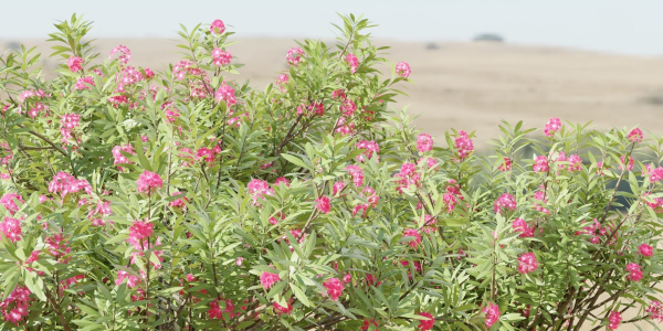 Nerium oleander collection vol 112-Blender