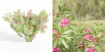 Nerium oleander collection vol 112-Blender
