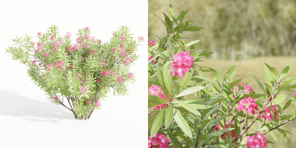 Nerium oleander collection vol 112-Blender
