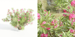 Nerium oleander collection vol 112-Blender
