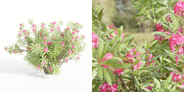 Nerium oleander collection vol 112-Blender