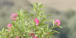 Nerium oleander collection vol 112-Blender