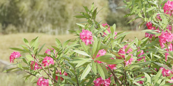 Nerium oleander collection vol 112-Blender