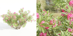 Nerium oleander collection vol 112-Blender