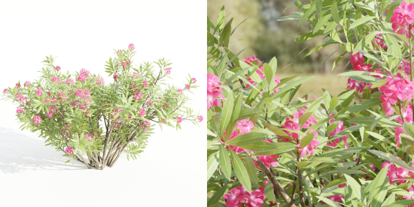 Nerium oleander collection vol 112-Blender