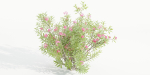 Nerium Oleander-Grass Garden vol 117-Blender