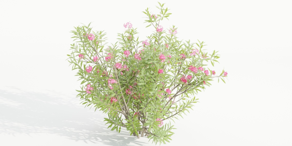 Nerium Oleander-Grass Garden vol 117-Blender