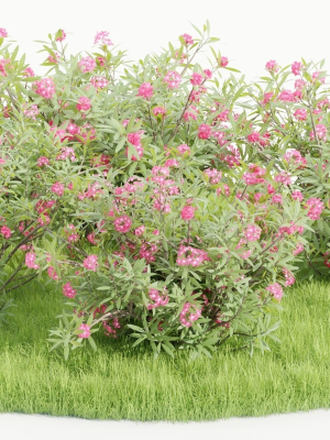 Nerium Oleander-Grass Garden vol 117-Blender