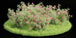 Nerium Oleander-Grass Garden vol 117-Blender