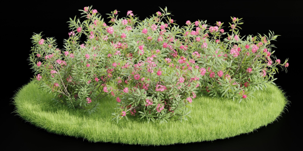 Nerium Oleander-Grass Garden vol 117-Blender