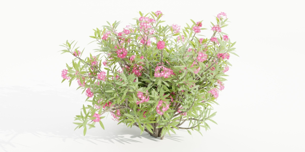 Nerium Oleander-Grass Garden vol 117-Blender