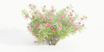Nerium Oleander-Grass Garden vol 117-Blender
