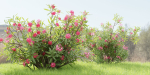 Nerium Oleander-Grass Garden vol 117-Blender