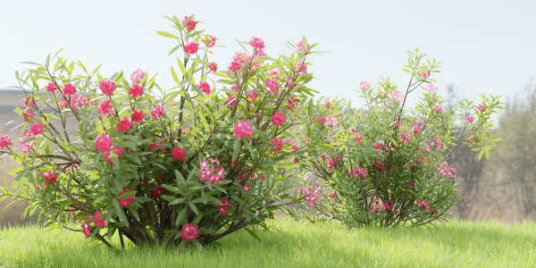Nerium Oleander-Grass Garden vol 117-Blender