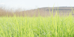 Nerium Oleander-Grass Garden vol 117-Blender