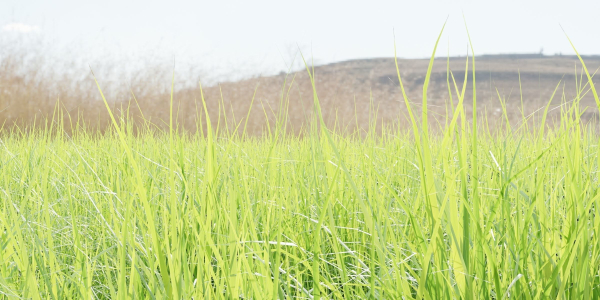 Nerium Oleander-Grass Garden vol 117-Blender
