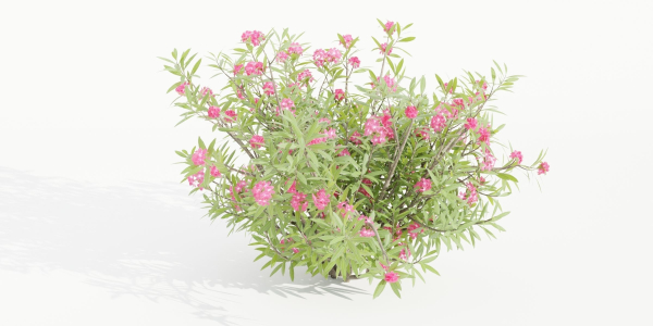 Nerium Oleander-Grass Garden vol 117-Blender