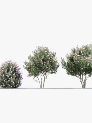 nerium-oleander-oleander-3d-model-49937fc6ef