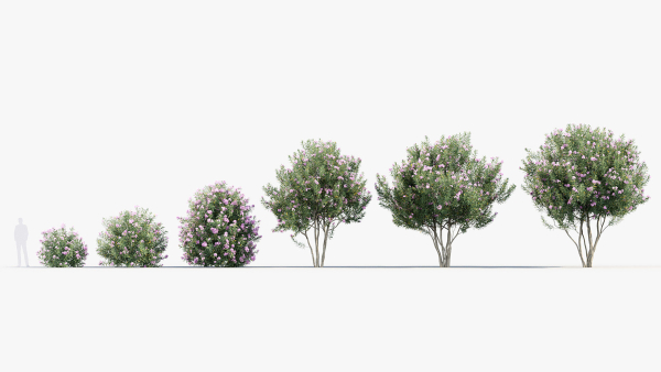 Nerium Oleander Oleander