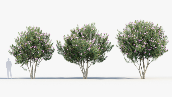 Nerium Oleander Oleander