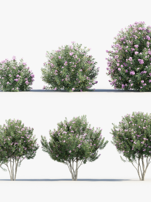 Nerium Oleander Oleander
