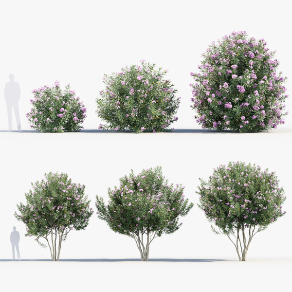 Nerium Oleander Oleander