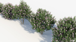 Nerium Oleander Oleander