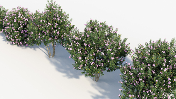 Nerium Oleander Oleander