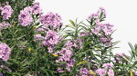 Nerium Oleander Oleander