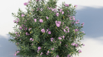 Nerium Oleander Oleander