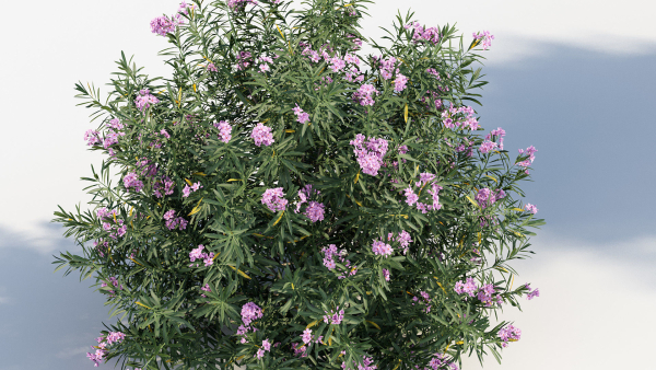 Nerium Oleander Oleander