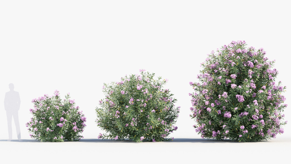 Nerium Oleander Oleander