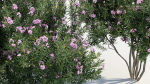 Nerium Oleander Oleander
