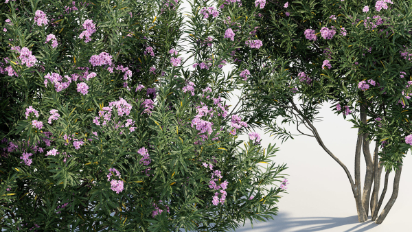 Nerium Oleander Oleander