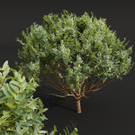 New Plant Cistus Albidus Zistrose Flower Decorative001