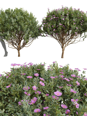 New Plant Cistus Albidus Zistrose Flower Decorative001