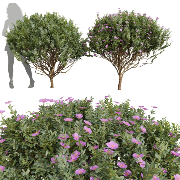 New Plant Cistus Albidus Zistrose Flower Decorative001