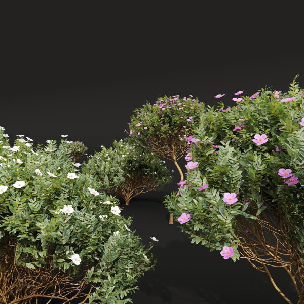 New Plant Cistus Albidus Zistrose Flower Decorative001